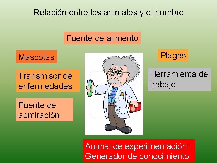 Relación entre los animales y el hombre. Fuente de alimento Mascotas Transmisor de enfermedades