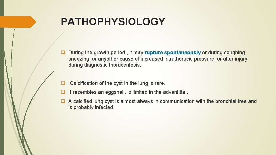 PATHOPHYSIOLOGY q During the growth period , it may rupture spontaneously or during coughing,