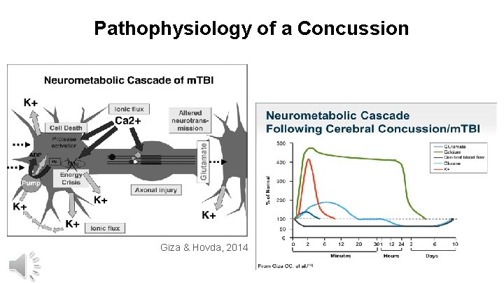 Pathophysiology of a Concussion Giza & Hovda, 2014 