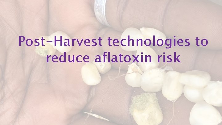Post-Harvest technologies to reduce aflatoxin risk 