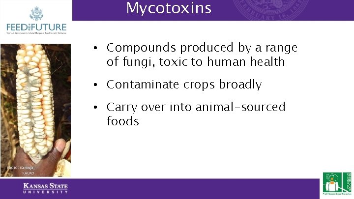 Mycotoxins • Compounds produced by a range of fungi, toxic to human health •