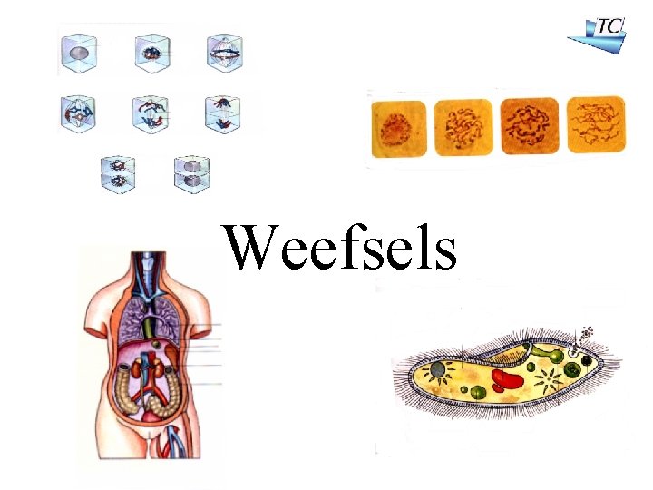 Weefsels 