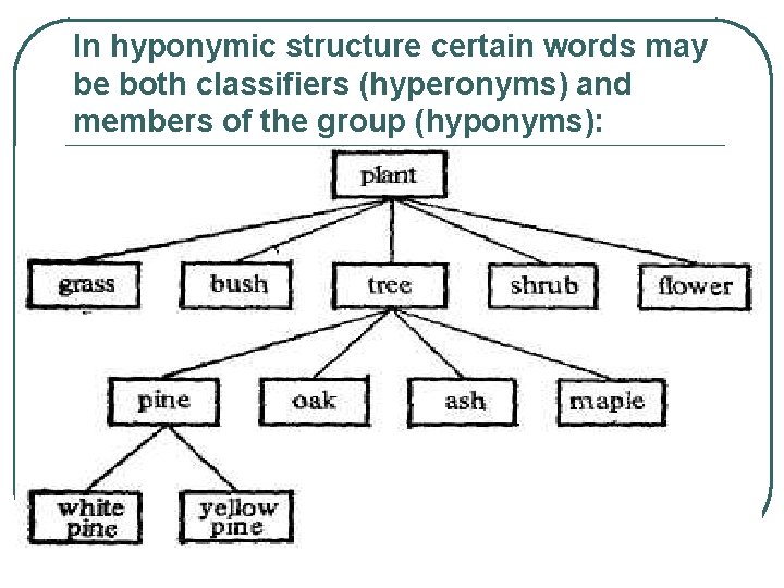In hyponymic structure certain words may be both classifiers (hyperonyms) and members of the In hyponymic structure certain words may be both classifiers (hyperonyms) and members of the