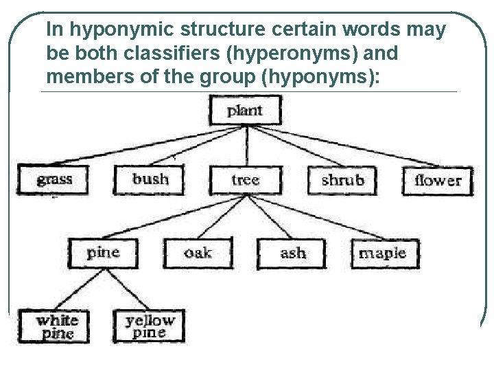 In hyponymic structure certain words may be both classifiers (hyperonyms) and members of the