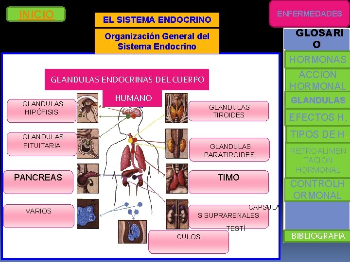 INICIO ENFERMEDADES EL SISTEMA ENDOCRINO GLOSARI O Organización General del Sistema Endocrino HORMONAS ACCION