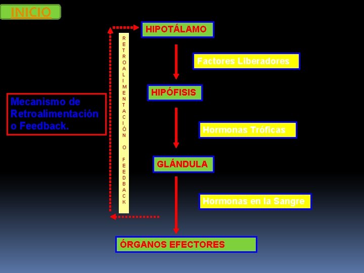 INICIO HIPOTÁLAMO Mecanismo de Retroalimentación o Feedback. R E T R O A L