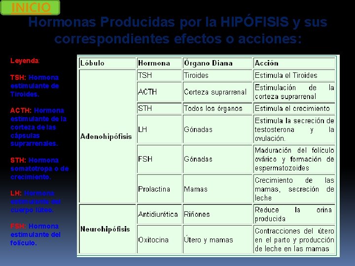 INICIO Hormonas Producidas por la HIPÓFISIS y sus correspondientes efectos o acciones: Leyenda: TSH: