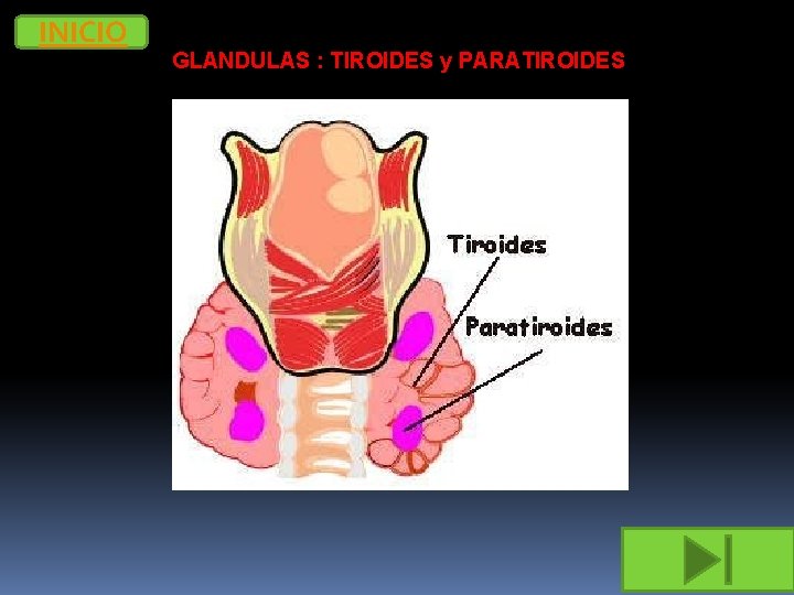 INICIO GLANDULAS : TIROIDES y PARATIROIDES 