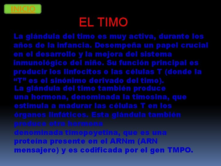 INICIO EL TIMO La glándula del timo es muy activa, durante los años de