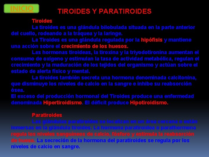 INICIO TIROIDES Y PARATIROIDES Tiroides La tiroides es una glándula bilobulada situada en la
