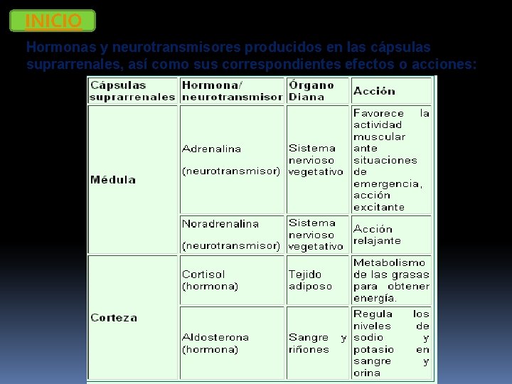 INICIO Hormonas y neurotransmisores producidos en las cápsulas suprarrenales, así como sus correspondientes efectos