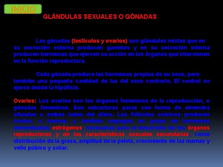 INICIO GLÁNDULAS SEXUALES O GÓNADAS Las gónadas (testículos y ovarios) son glándulas mixtas que