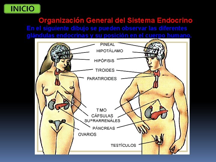 INICIO Organización General del Sistema Endocrino En el siguiente dibujo se pueden observar las