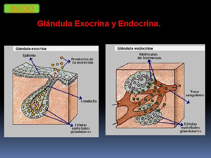 INICIO Glándula Exocrina y Endocrina. 