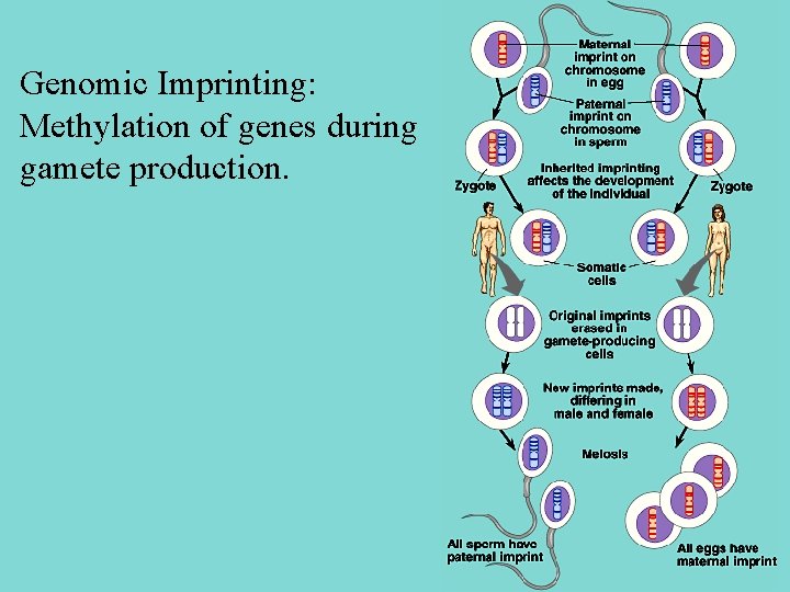 Genomic Imprinting: Methylation of genes during gamete production. 