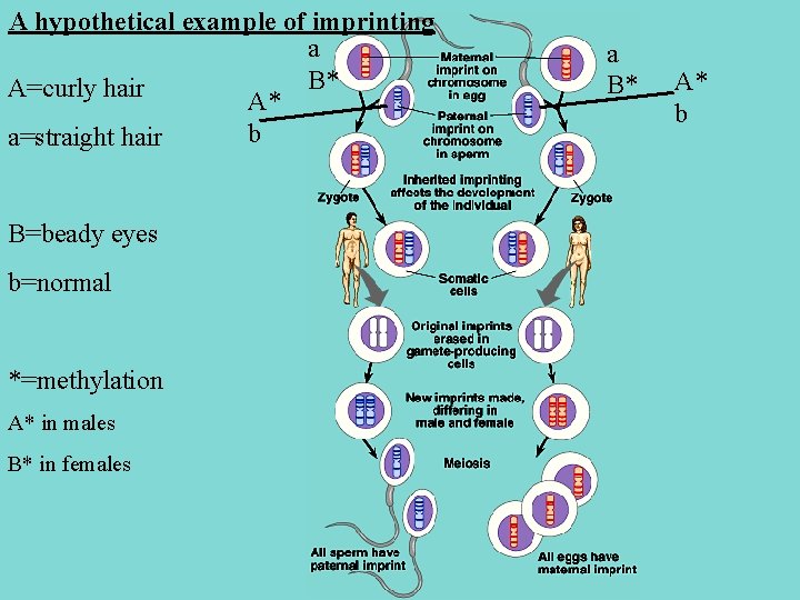 A hypothetical example of imprinting a B* A=curly hair A* b a=straight hair B=beady