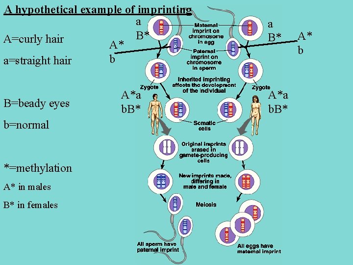 A hypothetical example of imprinting a B* A=curly hair A* b a=straight hair B=beady