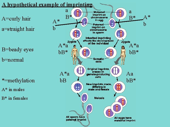 A hypothetical example of imprinting a B* A=curly hair A* b a=straight hair B=beady