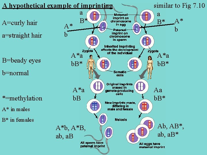 A hypothetical example of imprinting a B* A=curly hair A* b a=straight hair B=beady