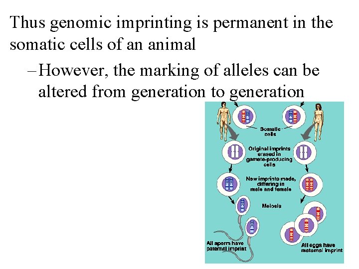 Thus genomic imprinting is permanent in the somatic cells of an animal – However,