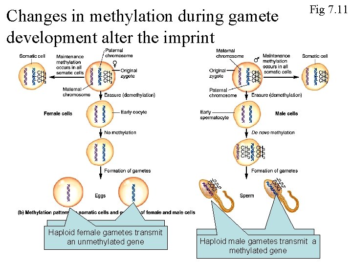 Changes in methylation during gamete development alter the imprint Haploid female gametes transmit an