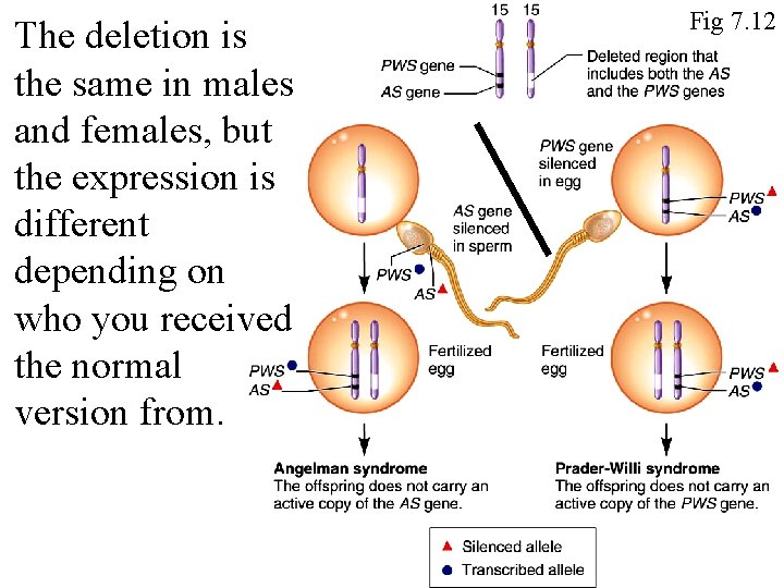 The deletion is the same in males and females, but the expression is different