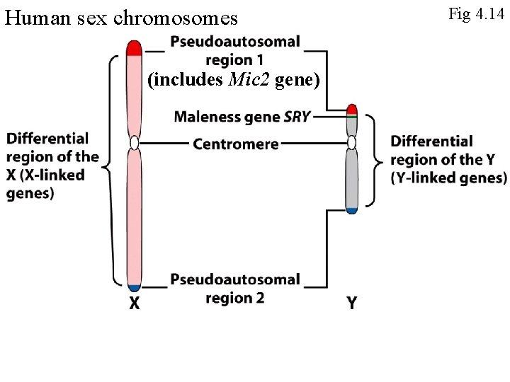 Human sex chromosomes (includes Mic 2 gene) Fig 4. 14 