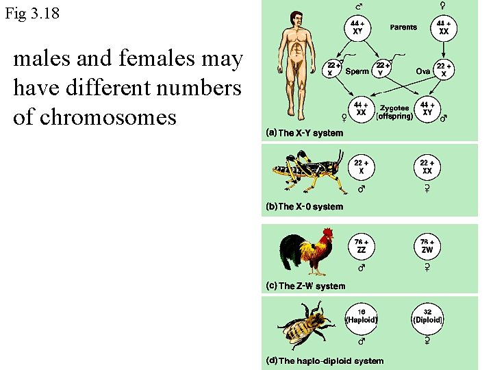 Fig 3. 18 males and females may have different numbers of chromosomes 