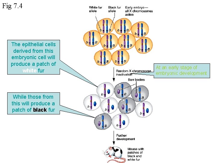 Fig 7. 4 The epithelial cells derived from this embryonic cell will produce a