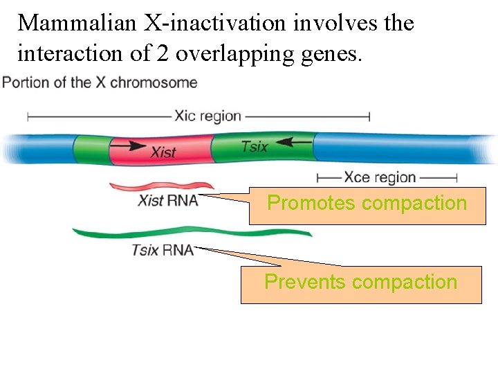 Mammalian X-inactivation involves the interaction of 2 overlapping genes. Promotes compaction Prevents compaction 