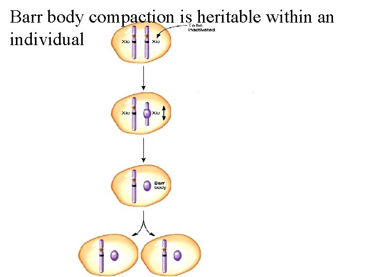 Barr body compaction is heritable within an individual 