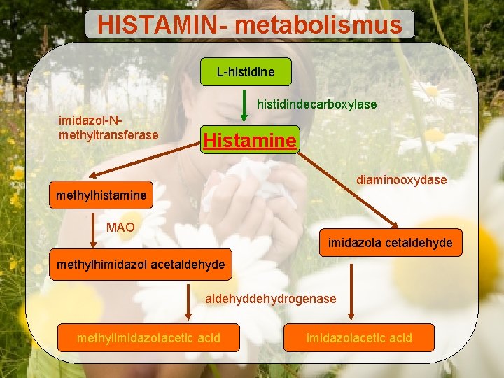 HISTAMIN- metabolismus L-histidine histidindecarboxylase imidazol-Nmethyltransferase Histamine diaminooxydase methylhistamine MAO imidazola cetaldehyde methylhimidazol acetaldehyde aldehydrogenase