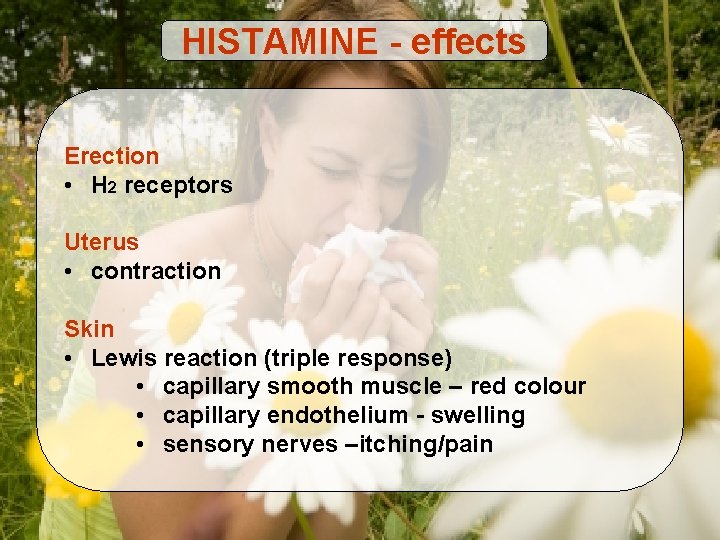 HISTAMINE - effects Erection • H 2 receptors Uterus • contraction Skin • Lewis