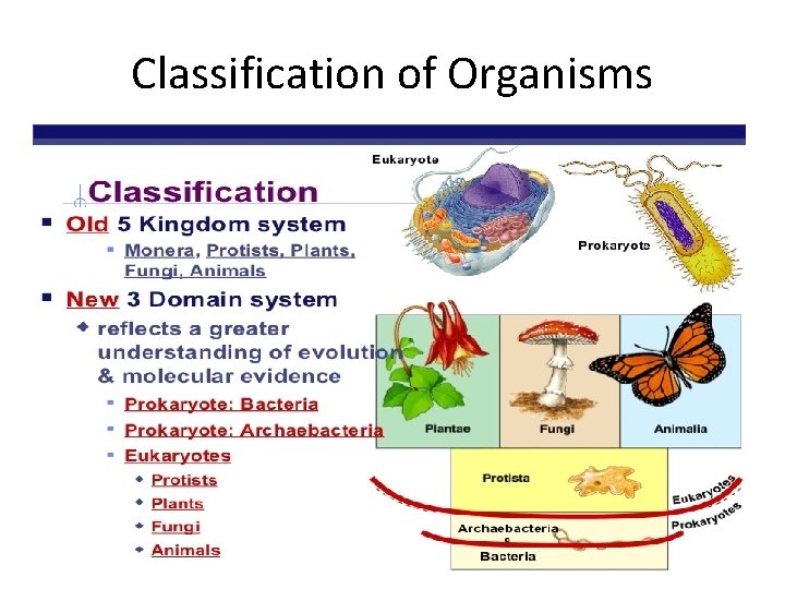 Classification of Organisms 