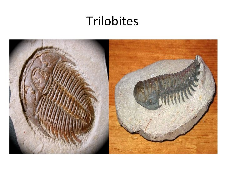 Trilobites 