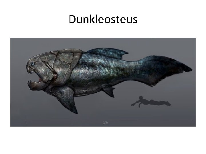 Dunkleosteus 