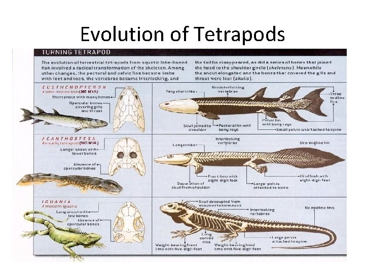 Evolution of Tetrapods 