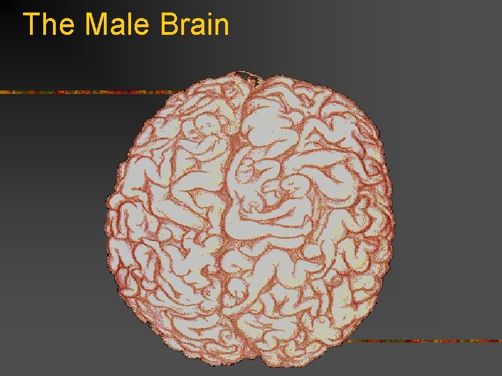 The Male Brain 