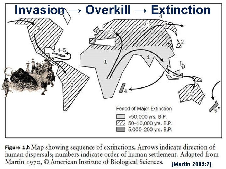 Invasion → Overkill → Extinction b (Martin 2005: 7) 