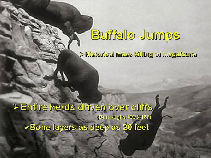 Buffalo Jumps ØHistorical mass killing of megafauna Ø Entire herds driven over cliffs (Burroughs