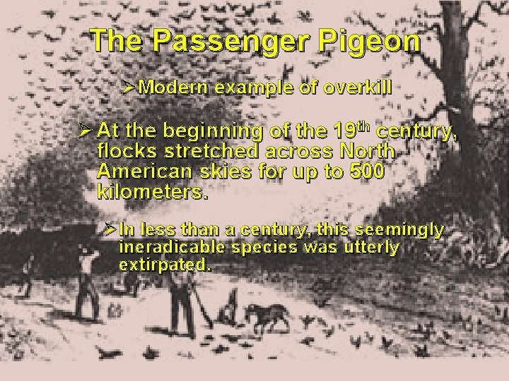The Passenger Pigeon ØModern example of overkill Ø At the beginning of the 19