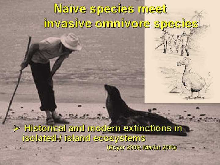 Naïve species meet invasive omnivore species Ø Historical and modern extinctions in isolated /