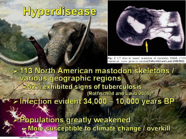 Hyperdisease (Rothschild and Laub 2006: 562) Ø 113 North American mastodon skeletons / various