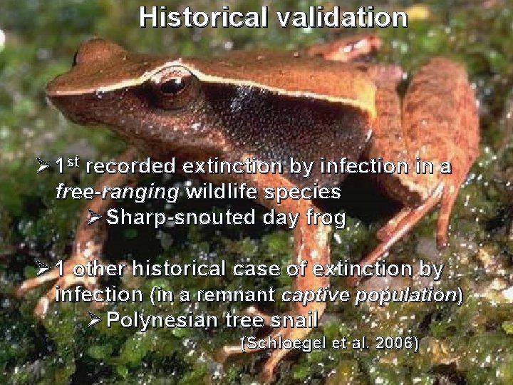 Historical validation Ø 1 st recorded extinction by infection in a free-ranging wildlife species