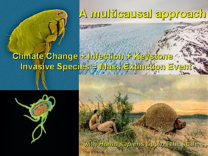 A multicausal approach Climate Change + Infection + Keystone Invasive Species = Mass Extinction