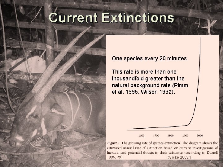 Current Extinctions One species every 20 minutes. This rate is more than one thousandfold