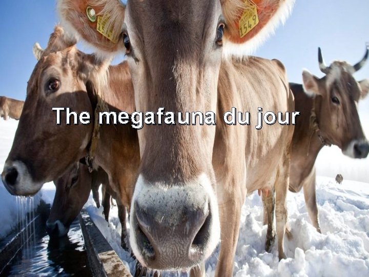 The megafauna du jour 