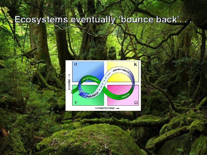 Ecosystems eventually ‘bounce back’. . . 