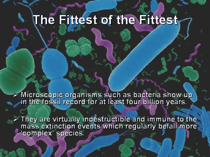 The Fittest of the Fittest Ø Microscopic organisms such as bacteria show up in