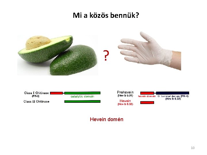 Mi a közös bennük? ? Hevein domén 10 